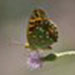 Profile picture of Eduardo De La Pena