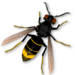 Profile picture of MarcoNATIVA