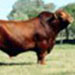 Profile picture of Bayram Alparslan