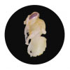 Profile picture of Benoit JOBART