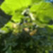 Profile picture of Marie Pierre Chauzat